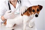 Essential Vaccines for Dogs