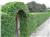 Climbing Plants Which Can Cover Fences