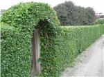 Climbing Plants Which Can Cover Fences