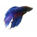 Betta fish care