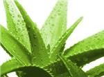 The Phenomenal benefits of Aloe Vera On The Skin