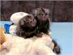 Pygmy Marmoset and Capuchin Monkeys Available Call or Text At (818) 869-8988