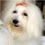 coton puppy for sale dallas tx