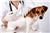 Essential Vaccines for Dogs