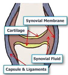 _201403171703005396_joint-diagram-7621.jpg