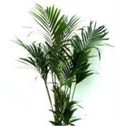 Kentia Palm (Howea fosterania) is very tolerant of the indoor