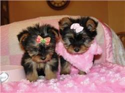 Tiny Micro Exclusive Yorkie Puppies!Available