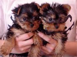 Well Trained teacup yorkie puppies ready for good home.