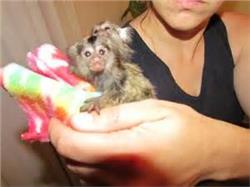 Pygmy Marmoset and Capuchin Monkeys Available Call or Text At (818) 869-8988